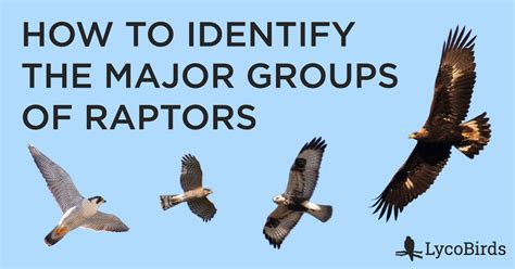 How to Identify the 5 Major Groups of Raptors | LycoBirds