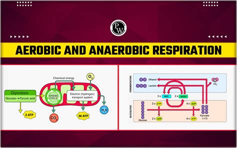 Aerobic And Anaerobic Respiration - Definition, Steps, Diagram