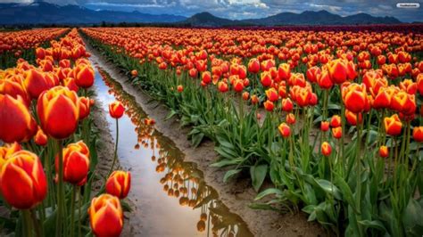 Tulip Garden Hd - 3840x2400 - Download HD Wallpaper - WallpaperTip