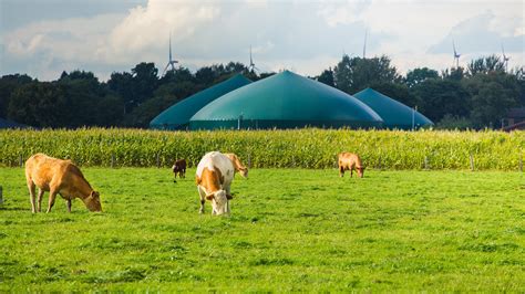 The new ethanol? Biogas producers are pushing livestock poop as ...