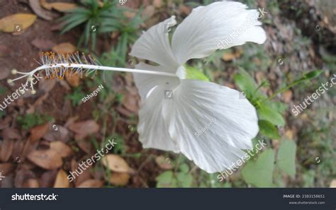 5 Hibiscus Flower Very Rare Flower Used Images, Stock Photos, 3D ...