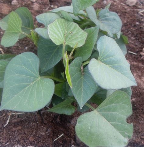 hawaiian sweet potato varieties