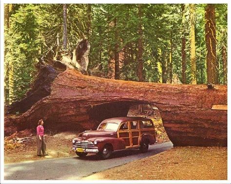 10+ images about Giant Redwoods on Pinterest | The giants, National ...