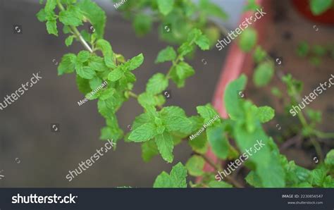 Indian Podina Leave Like Vegetables Stock Photo 2230856547 | Shutterstock