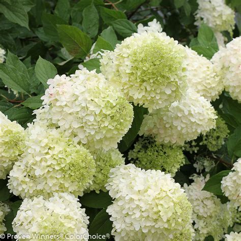 'Limelight' - Panicle Hydrangea - Hydrangea paniculata | Proven Winners