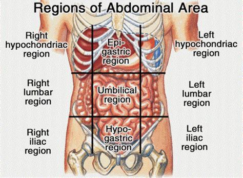 9 Regions of the Abdomen Diagram | Quizlet