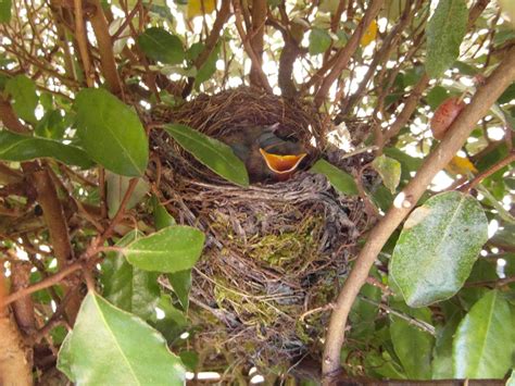 A black bird nest in my garden 2014