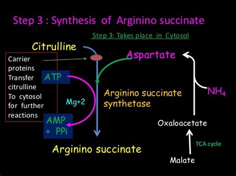 Urea synthesis