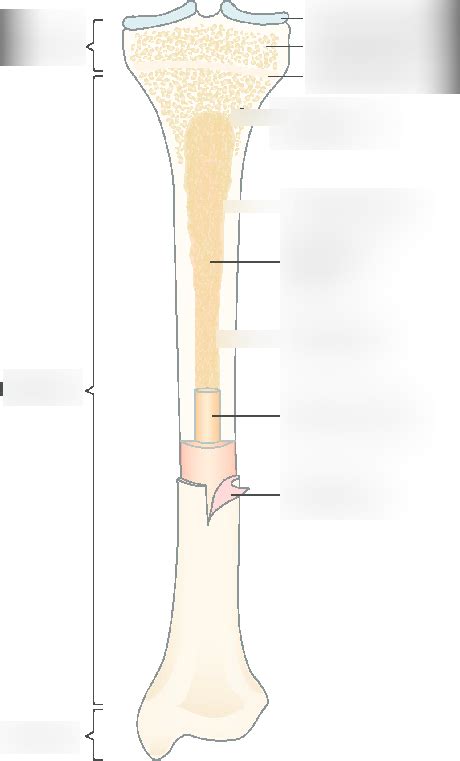 Long Bone Diagram | Quizlet