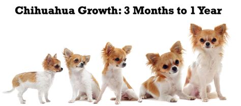 Chihuahua Puppy Growth Chart