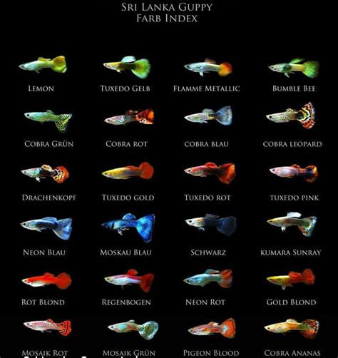 Betta Breeding Color Chart