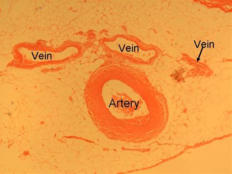 Histology of Blood Vessels