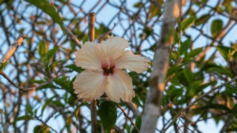 27 Rare Kinds of Hibiscus That Will Take Your Breath Away