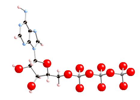 The structure of the ATP molecule - A level revision