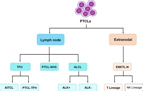 Early Cutaneous T Cell Lymphoma Stages