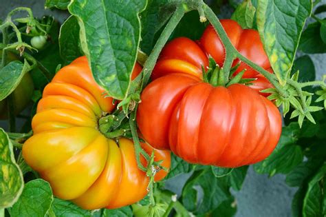 Beginner Tips for Growing Plumper Heirloom Tomatoes