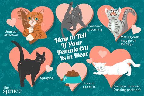 6 Ways to Tell If Your Female Cat Is in Heat