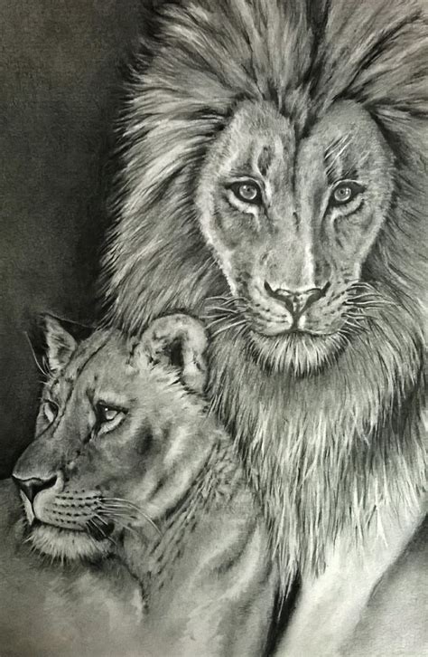 Lion And Lioness Drawing at PaintingValley.com | Explore collection of ...