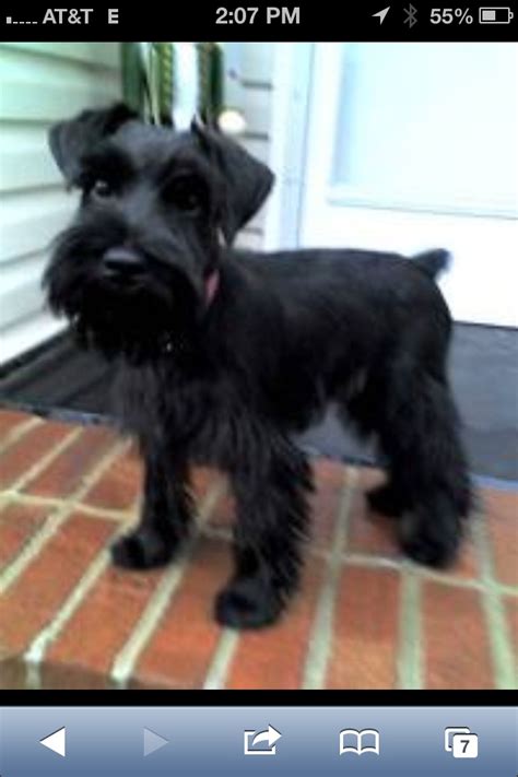 7 best Schnauzer Haircuts images on Pinterest | Schnauzer, Schnauzers ...