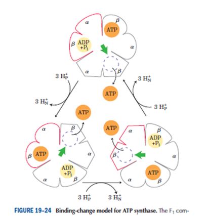 structure and mechanism of ATP synthase - Nilesh