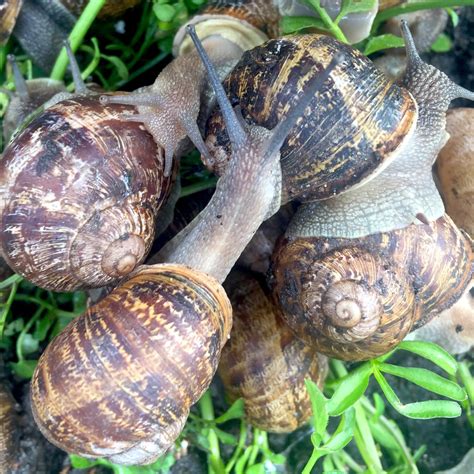 Peconic Escargot is farming thousands of snails on the North Fork of ...