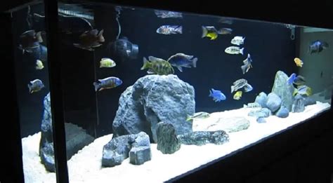 Ideas For 55 Gallon African Cichlid Tank Cichlid Forum, 44% OFF