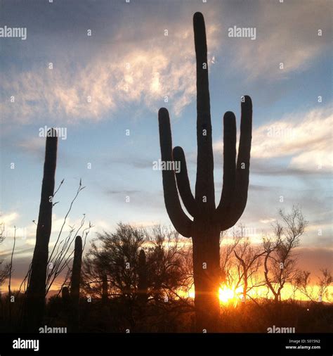 Saguaro cactus at sunset Stock Photo - Alamy