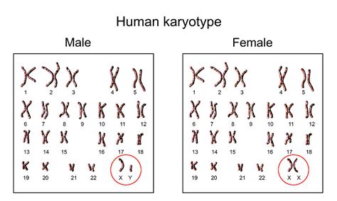 Human Chromosomes Photograph by Kateryna Kon/science Photo Library - Pixels