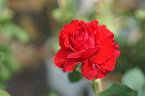 Premium Photo | Beautiful rose blooming in the sun