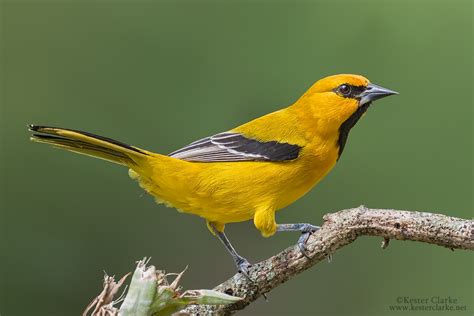 Yellow Oriole - Kester Clarke Wildlife Photography