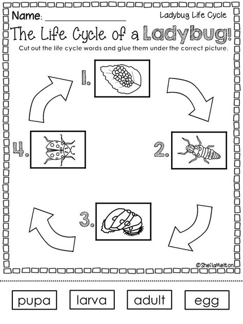 Ladybug Life Cycle Worksheets