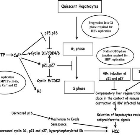 Schematic depiction of the HBV genome. HBV DNA is denoted by bold lines ...