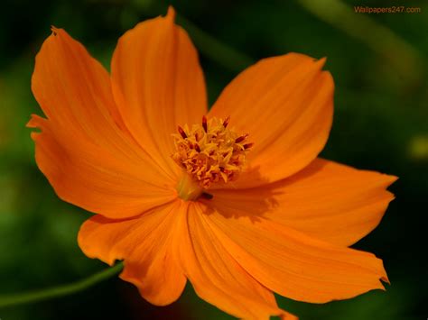 Orange Flowers Wallpaper Images & Pictures - Becuo