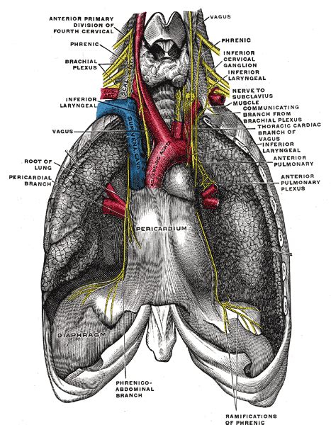 Causes of phrenic nerve palsy after cardiac surgery | Deranged Physiology