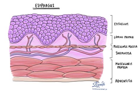 Esophagus Histology Diagram