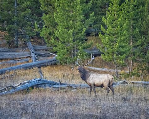 Bull Elk Bugling stock image. Image of trees, nature - 256946379