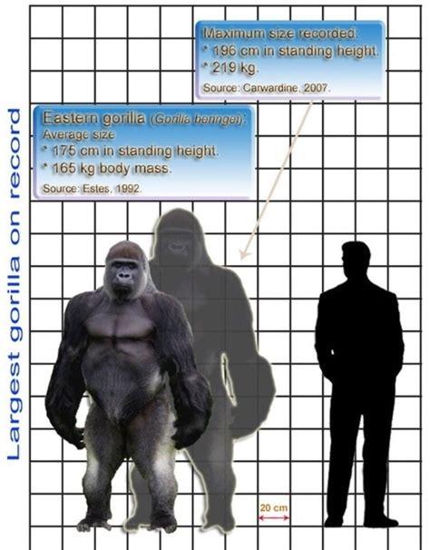 Gorilla Vs Human Size