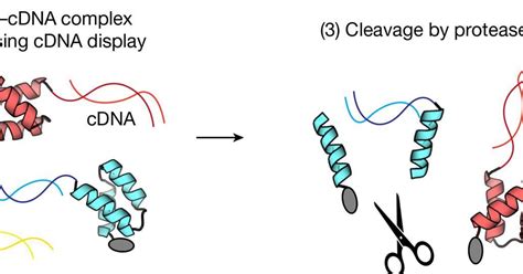 Protein folding stability set to be unravelled on a massive scale ...