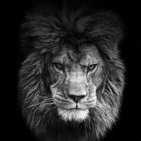 10 Best Angry Lion Wallpaper Black And White Full Hd - Angry Lion Black ...