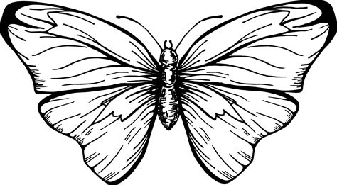 Butterfly With Open Wings Top View The Symmetrical Drawing Graphics