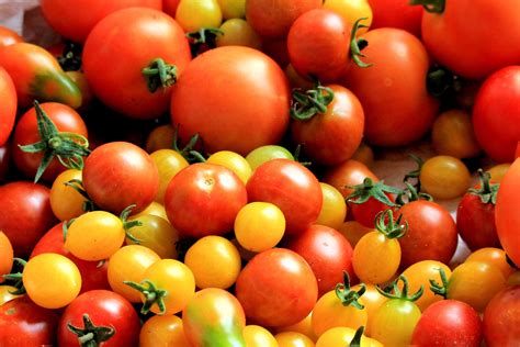 Totally Tomatoes! 28 Spectacular Tomato Varieties to Explore - Garden ...