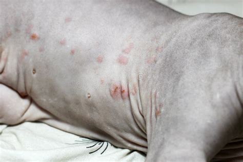 A Rash on a Cat of the Canadian Sphynx Breed. Dermatitis, Food ...