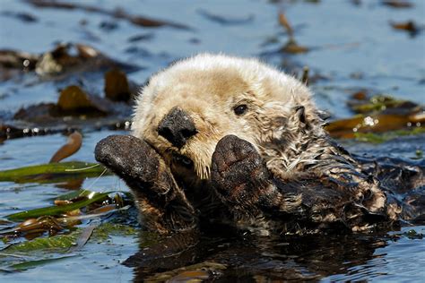 Cute Sea Otters Eating