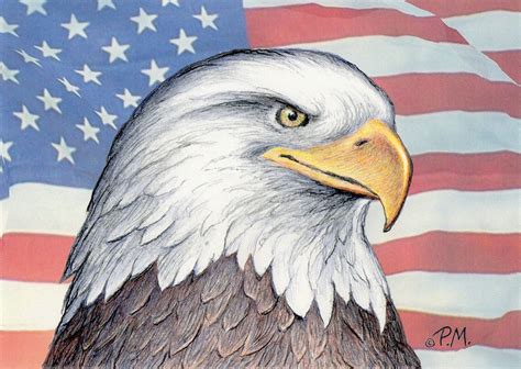 American Bald Eagle