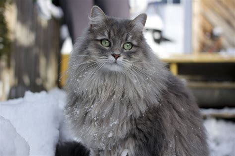 Siberian Cat Personality and Behavior