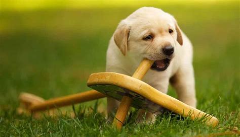 Training A Golden Retriever Puppy - By Age Category Pets Feed