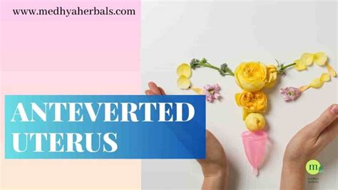 Is Anteverted Uterus Good or Bad? Uterus Health Tips