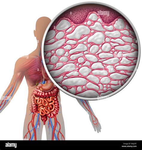 Human Body Tissues And Their Functions