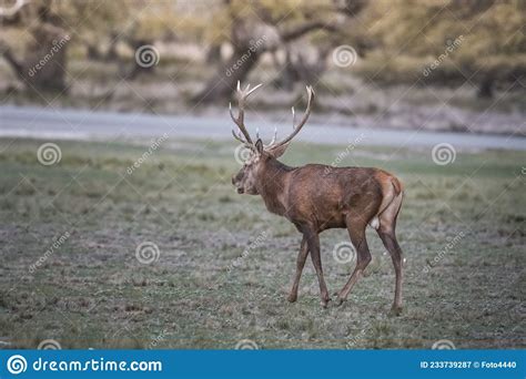 Red deer rut season, stock image. Image of cervus, jungle - 233739287