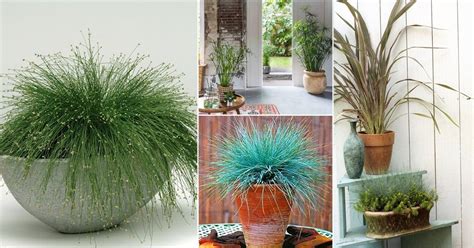 9 Trendy Ornamental Indoor Grass | Grass Houseplants | Balcony Garden Web